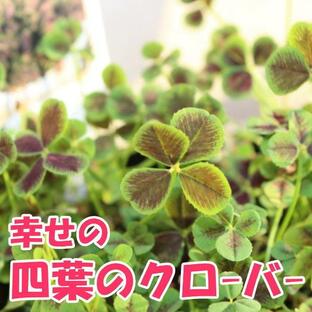 四葉のクローバー 苗 9cmポット 四つ葉 よつばの画像