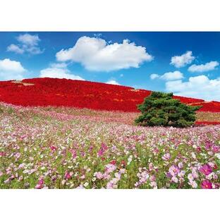 エポック社 コスモス輝く秋色の丘-茨城 500ピース (05-207)の画像