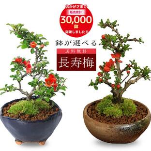 ミニ盆栽：長寿梅*(瀬戸焼三彩鉢) 鉢色選べる 鉢植え 鉢花 祝い ギフト gift 誕生日祝 御祝 bonsaiの画像