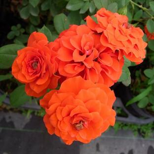 予約販売 バラ苗 バラ大苗 つるバラ オレンジメイアンディナ 返り咲き 小輪 薔薇 ばら オレンジ 赤 troe 12月上旬以降発送の画像