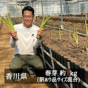 香川県オリジナルアスパラガス カトちゃん農園の訳ありさぬきのめざめセミロング（約３０ｃｍ）春芽 約１ｋｇ サイズ混合の画像