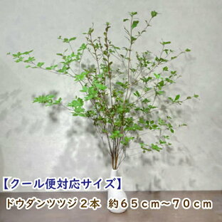 【クール便発送】ドウダンツツジ 2本 65cm~70cm 生花 ドウダン 2本 ドウダンツツジ 切り枝 生花 2本 枝 枝もの 送料無料 花 ギフト お祝い 花 誕生日 プレゼントの画像