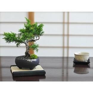 盆栽 ミニ真柏 ミニ盆栽 bonsai ぼんさい しんぱく 初心者 入門 ギフト ラッピング 人気の画像