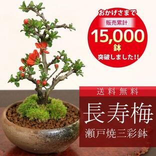 まだ間に合う 母の日ギフト2024にも ミニ盆栽：長寿梅*(瀬戸焼三彩鉢) 鉢色選べる 鉢植え 鉢花 祝い ギフト gift 誕生日祝 御祝 bonsaiの画像