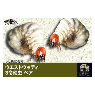 ふるさと納税 秋田県 横手市 《TVで紹介されました》ウエストウッディ（3令幼虫）ペア くわがた クワガタ 昆虫 幼虫 生体の画像