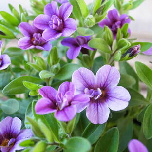 カリブラコア ティフォシー ダブル ラベンダー 紫 3.5号苗 花芽付 植物 販売 ガーデン ガーデニング パープル ペチュニア 八重咲きの画像