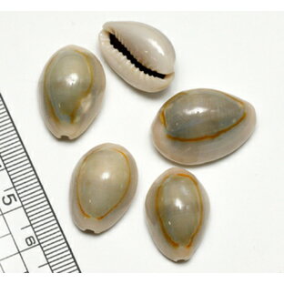 【小さな貝殻パーツ】ハナビラダカラ 穴なし 穴あり  Sサイズ Mサイズ 宝貝 タカラガイの画像
