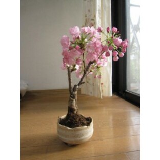ミニ八重桜盆栽 小さいからベランダでも育てる事ができる 楽しい ミニ桜盆栽（白小凹）の画像
