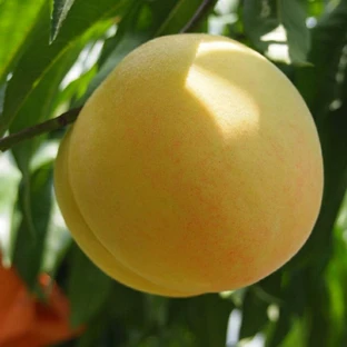 桃 苗木 【清水白桃 （しみずはくとう）】 3年生 接ぎ木 約1.1m 大苗 白桃 もも 苗 果樹 果樹苗の画像