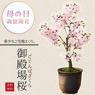母の日ギフト 2024桜盆栽 母の日開花：御殿場桜 *プレゼント花 さくら 鉢植え 鉢花 お花見bonsaiの画像