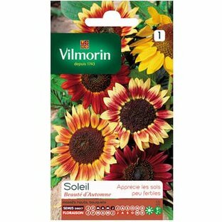 【フランスの花の種】Vilmorin社 ヒマワリ Beaute d'Automne[V-384F]の画像