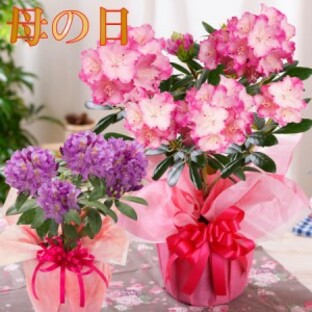 母の日 プレゼント 花 ギフト 鉢植え シャクナゲ 選べる花色 ピンク パープル 紫 鉢植え 2024の画像