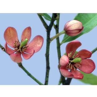 花木 庭木の苗/カラタネオガタマ：ポートワイン3.5号ポットの画像