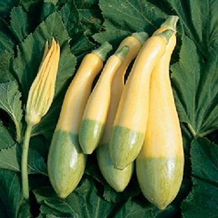 ズッキーニの種 グリーンパンツ 小袋(約8粒） ( 野菜の種 )の画像