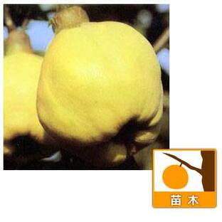 果樹の苗/マルメロ4〜5号ポットの画像