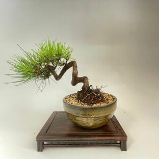 盆栽 赤松 小品盆栽 bonsai 販売の画像