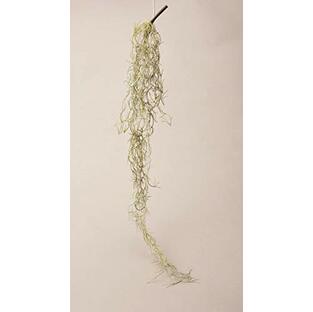 キーストーン 人工観葉植物 スパニッシュ L77cm イミテーション エアプランツ IMGEAISPの画像
