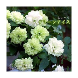 ミニバラ 『 グリーンアイス 』 2個セット 9cmポット苗 （四季咲き）の画像