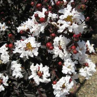 花木 庭木の苗/サルスベリ（百日紅）：ブラックパール ホワイト5号ポットの画像