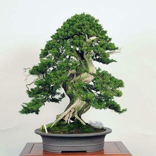 盆栽：特選糸魚川真柏 現品* しんぱく シンパク Shinpaku bonsai 大品盆栽 松柏盆栽 の画像