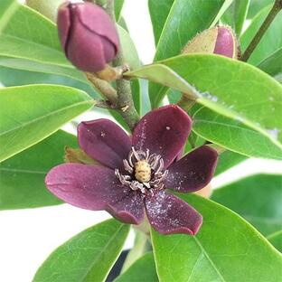 花木 庭木の苗/オガタマノキ：パープルクイーン3-3.5号ポット 印象的な紫紅色花のカラタネオガタマの仲間 芳香あり！の画像