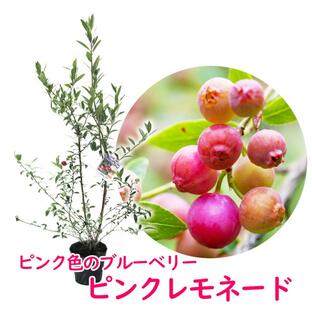 ブルーベリー ピンクレモネード 苗木 樹高50cm 15cmポット ピンク色のブルーベリー 果樹苗 実がなる木 家庭菜園の画像