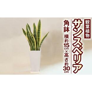ふるさと納税 熊本県 高森町 サンスべリア 観葉植物 角鉢 横約15cm×高さ約30cm 6寸 植物 インテリア ガーデンの画像
