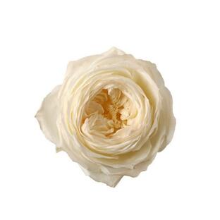 プリザーブド 大地農園 ローズ エレナ 6輪 ホワイトピーチ 02473-370 プリザーブドフラワー花材 バラ ローズの画像