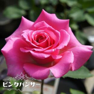 四季咲きバラ苗 ピンクパンサー 2年生大苗 予約販売12月〜翌年1月中に順次入荷。の画像