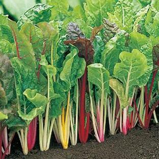 ハーブの種 スイスチャード アイデアル 実咲小袋 ( 野菜の種 )の画像