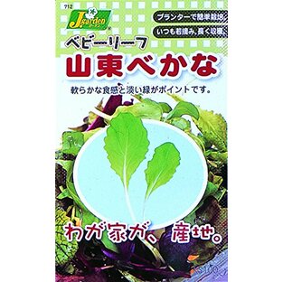 カネコ種苗 ベビーリーフタネ712 山東べかな 10袋セットの画像