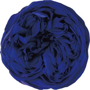 日限定07 プリザーブド アモローサ カブキ レイ 3輪 エクセレントブルー 1106-61 プリザーブドフラワー花材 バラ ローズの画像