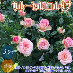 ITANSE 薔薇の苗木 カルーセル コルダナ ミニバラ 花苗 3.5号鉢 1個売り バラ ばら 送料無料 イタンセ公式の画像