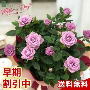 母の日 プレゼント ミニバラ ラベンダーコルダーナ 5号鉢 送料無料 母の日ギフト 花 鉢植え バラの画像
