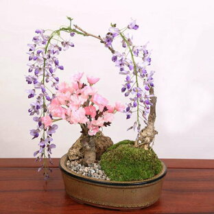 人気花物盆栽 桜・藤寄せ植え 陶器鉢 bonsaiの画像