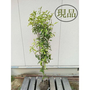 【常緑樹:キンモクセイ 単木 根巻 1.2m】常緑中高木 広葉樹 現品の画像