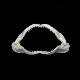 サメの顎（メジロザメ科）顎骨標本 Sサイズ お土産 ディスプレイ プレゼント 自由研究に ケース付き 15〜17cmの画像