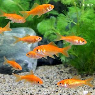 （国産金魚）生餌 小赤 エサ用金魚 大和郡山産（１０匹） エサ金 餌金 活餌の画像