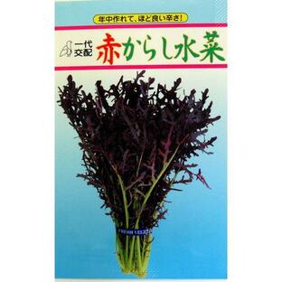 高菜・からし菜の種 赤からし水菜 小袋（3ml）の画像