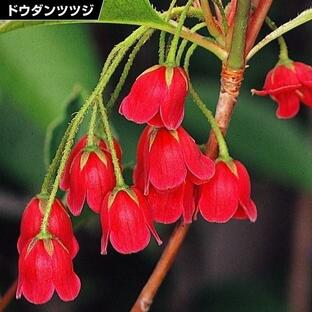 ドウダンツツジ 苗 苗木 紅更紗 2株 / 灯台躑躅 ドウダンツツジの苗木 庭木 植木 花木苗の画像