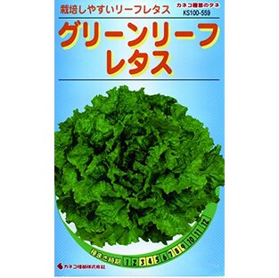 カネコ種苗 野菜タネ559 グリーンリーフレタス 10袋セットの画像