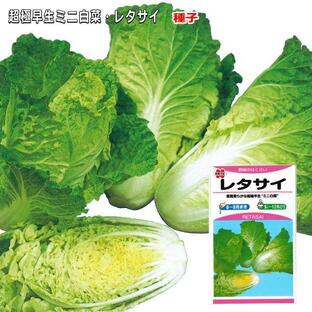 ミニ白菜・レタサイ 種子 1mlの画像