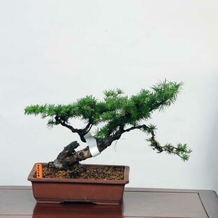 盆栽：唐松(からまつ)* 落葉松 現品 カラマツ Karamatsu bonsai 中品盆栽の画像