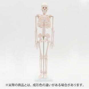 人体模型 骨格模型 7ウェルネ 全身骨格 模型 1/2サイズ 高さ85cm 間接模型 骨格標本 骨模型 骸骨模型 人骨模型 骨格 人体 モデルの画像