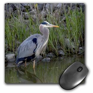 3dRose LLC 8 x 8 x 0.25 Inches Mouse Pad Great Blue Heron Bird Maumee Bay Refuge Ohio David R. Frazier (mp_93375_1)の画像