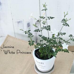 ジャスミン ホワイトプリンセス 9cmポット 苗 ハーブ Herbの画像