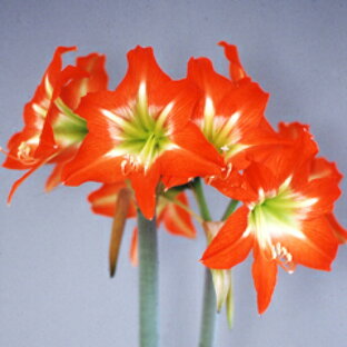 オリジナル品種！春咲きアマリリス‘リトルオレンジスター’ 球根 1球の画像