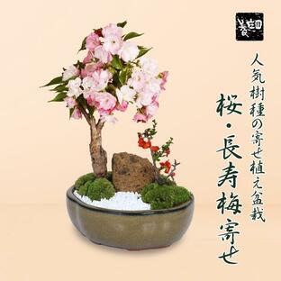 遅れてごめんね 父の日 ギフト 2024にも盆栽：桜・長寿梅寄せ植え*(2024年開花終了) (モッコ桑染色陶器鉢) 石 苔 寒水付き鉢植えさくら誕生日祝 gift bonsaiの画像