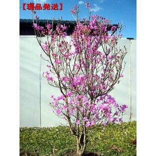 現品発送 ミツバツツジ (紫花) 樹高1.8-1.9m(根鉢含まず） シンボルツリー 落葉樹 落葉低木 花木 庭木の画像