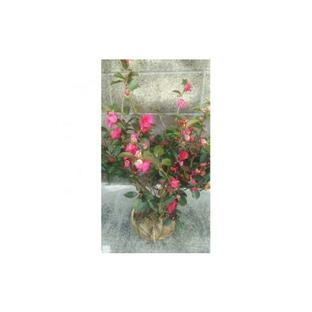 ふるさと納税 三重県 鈴鹿市 冬に花が咲きます。寒椿(赤)【1036925】の画像